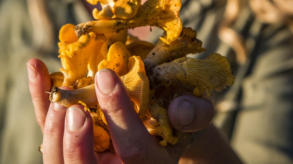 Mit selbst gesammelten Pfifferlingen schmeckt das Essen gleich doppelt gut. Foto: Frits Meyst / WideOyster.com