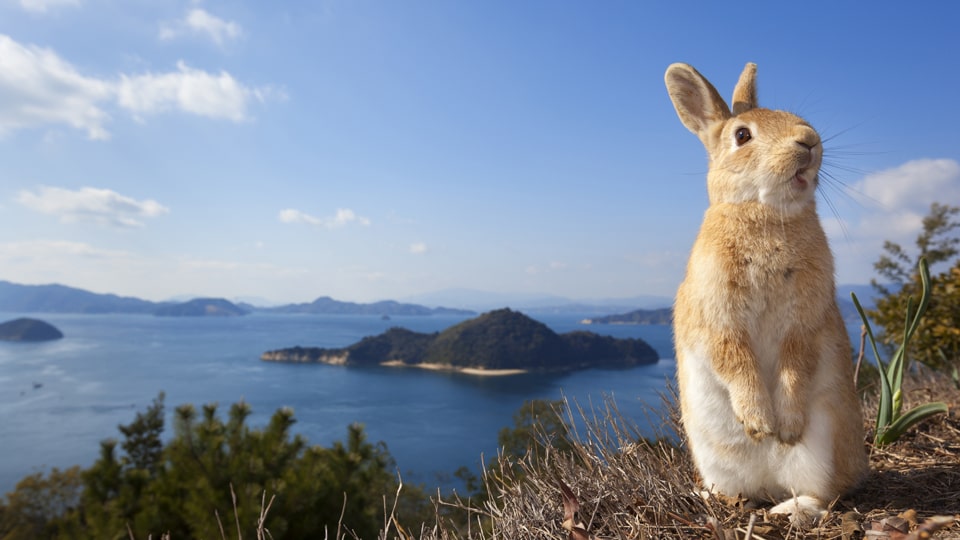 ©Yukihiro Fukuda, Nature Picture Library