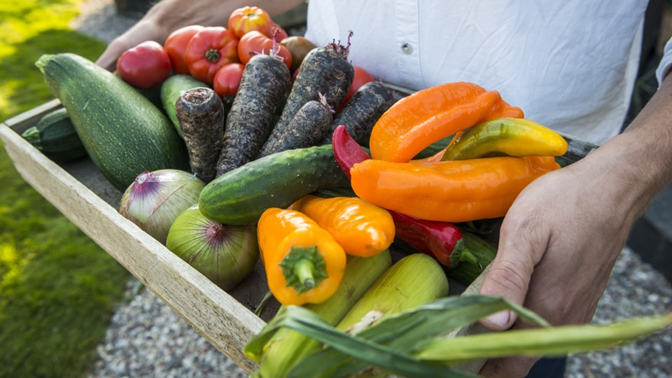 Frisches Gemüse direkt vom Feld auf den Tisch, Foto: Frits Meyst / WideOyster.com