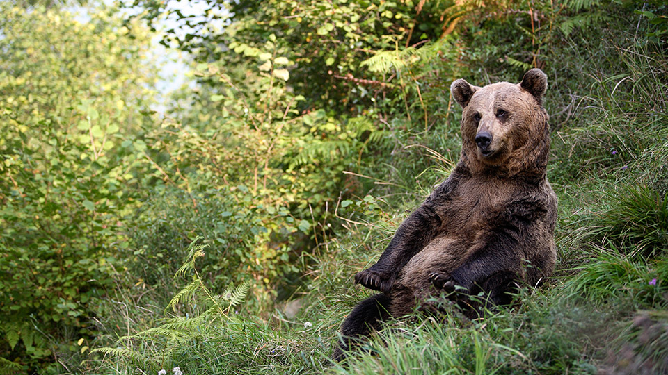 © Jose B. Ruiz/Nature Picture Library