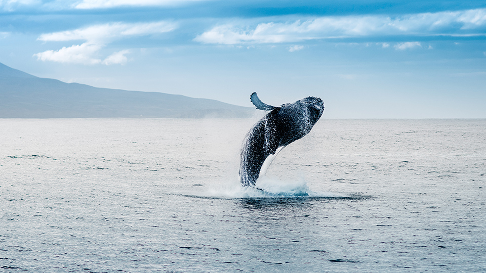 Wale beobachten - eines der Highlights auf Island, ©Andrea Quartarone/shutterstock
