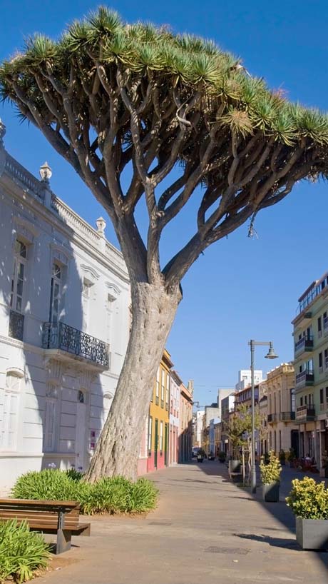 Drachenbaum in einer Straße in San Cristóbal de La Laguna © Turespaña