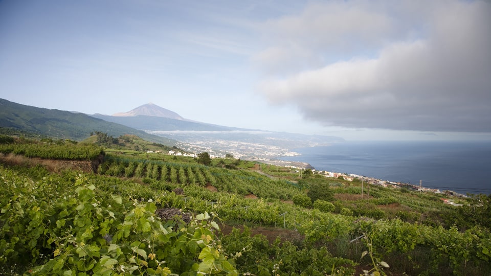 Neben Bananen wird im Norden Teneriffas außerdem Wein produziert  © Turespaña