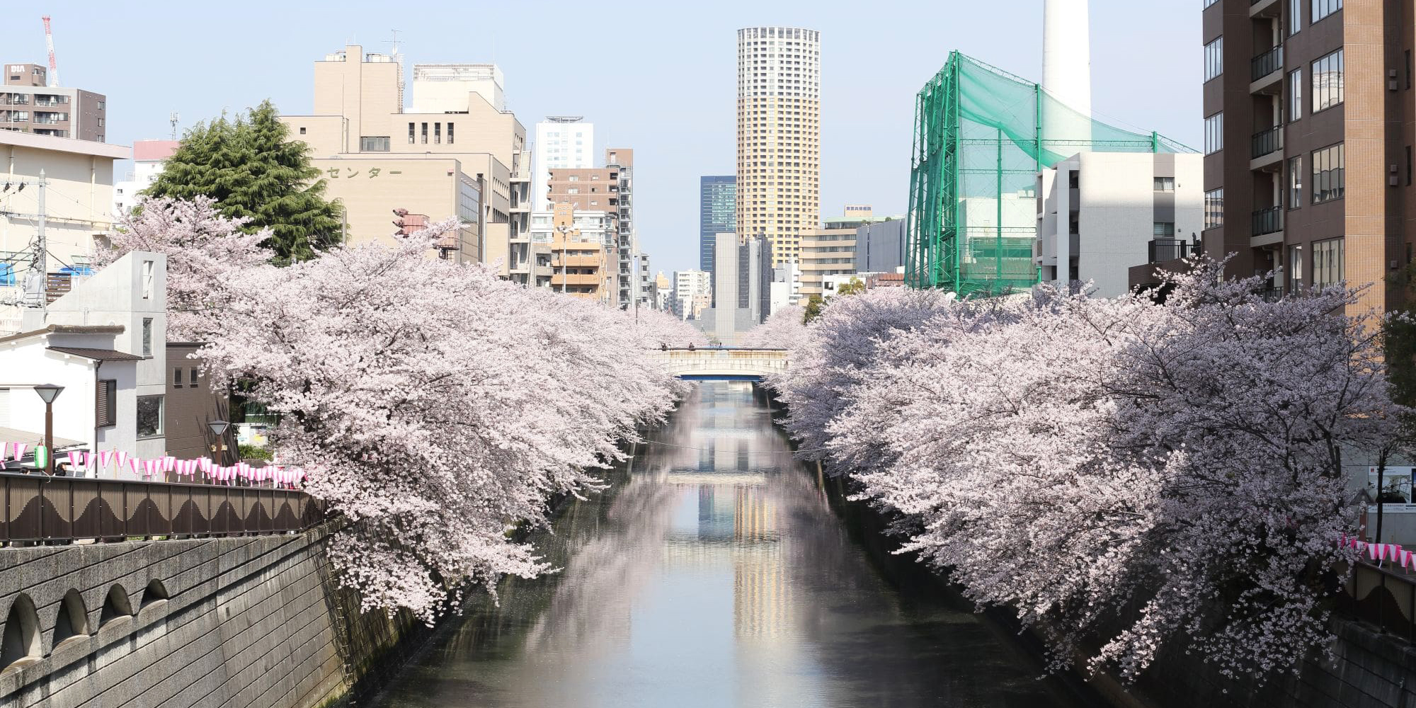 Kirschblüten am Meguro River ©JNTO